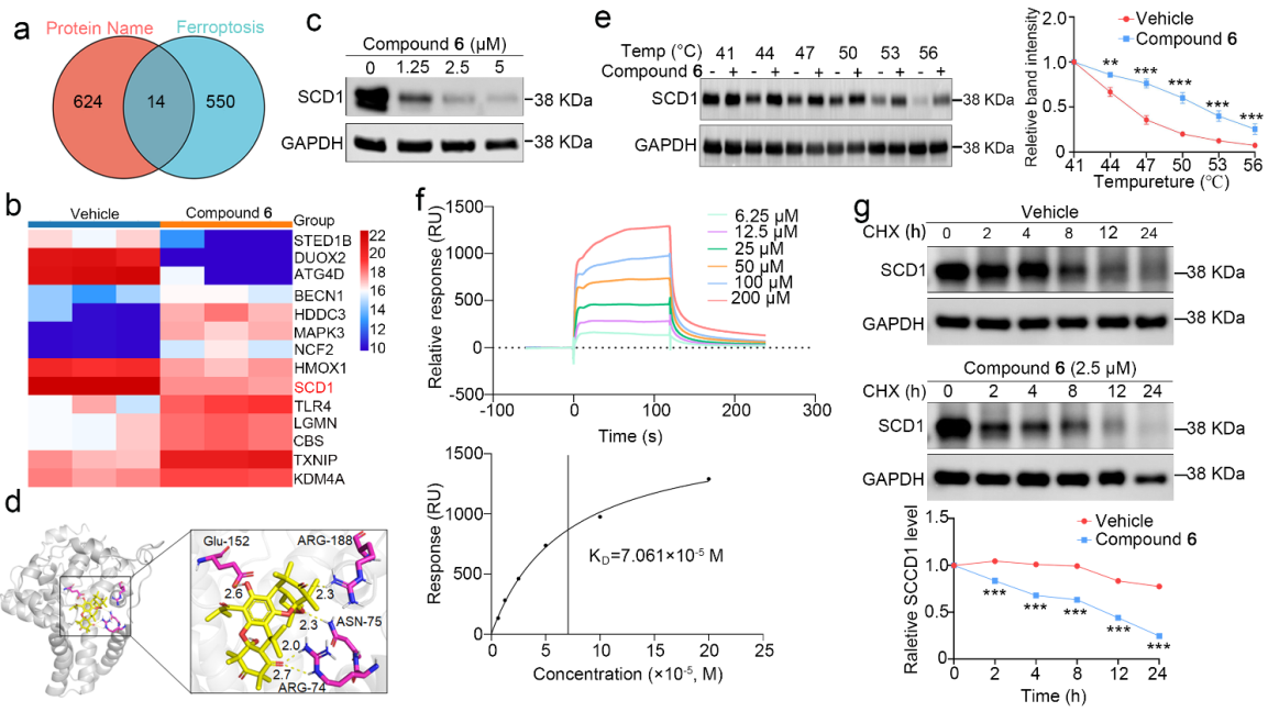 图2 天然产物6抗奥希替尼耐药非小细胞肺癌的作用机制