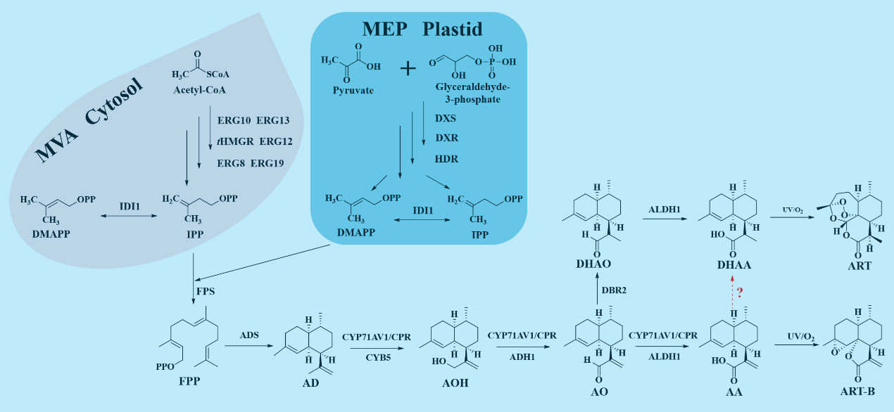 图1 ART的生物合成途径线路图