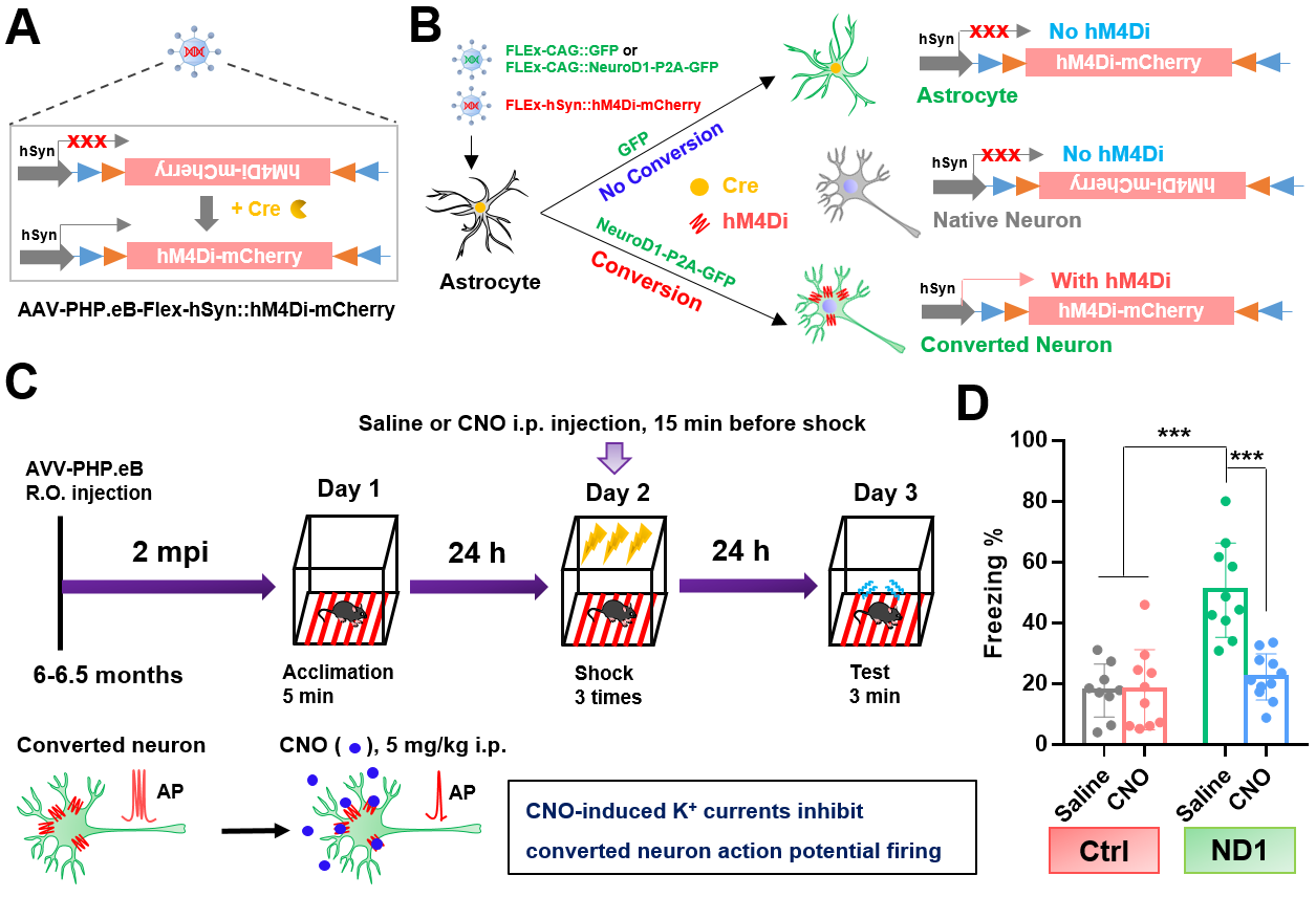 图1 化学遗传学证据表明原位再生神经元有助于AD小鼠恐惧记忆的改善 配图2