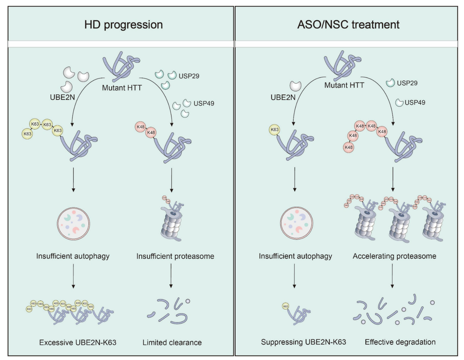 在HD病中,突变HTT与K48和K63多泛素链相连并积累。采用靶向ASOs或抑制剂NSC697923抑制UBE2N,可通过减少K63泛素化与Usp29、Usp49基因;增加K48泛素化与蛋白酶体活性而减少HTT聚集。 配图2