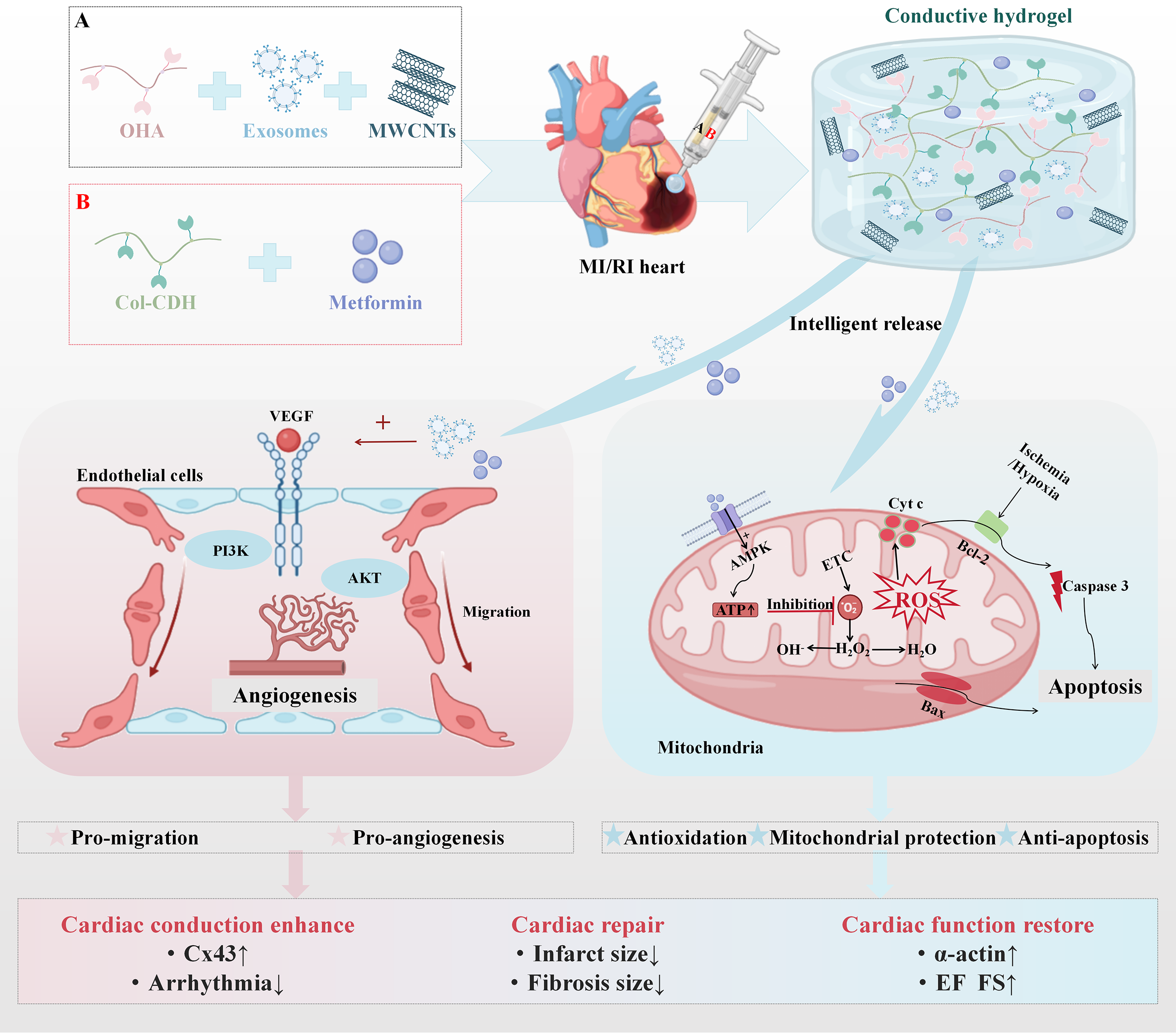 图片2负载二甲双胍和外泌体的多功能导电OHA/Col-CDH/MWCNT水凝胶示意图